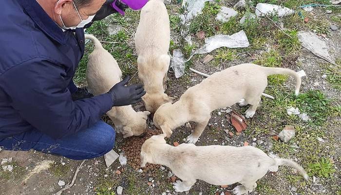 Lapseki’de sokak hayvanları unutulmadı