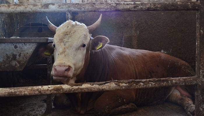 Kurbanlık fiyatları fazla değişmedi 