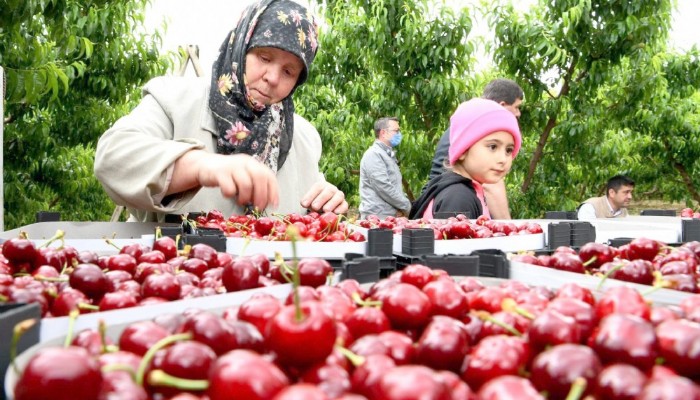 Kiraz hasadı başladı