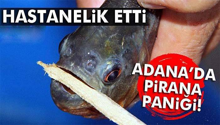 Adana’da pirana paniği!
