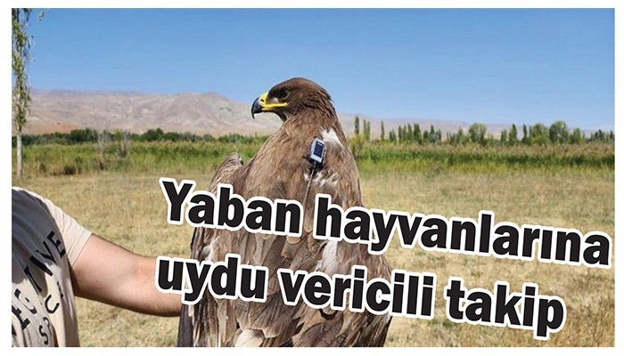 Yaban hayvanlarına uydu vericili takip