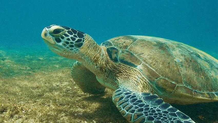 Yeşil deniz kaplumbağalarının yaşamı araştırıldı