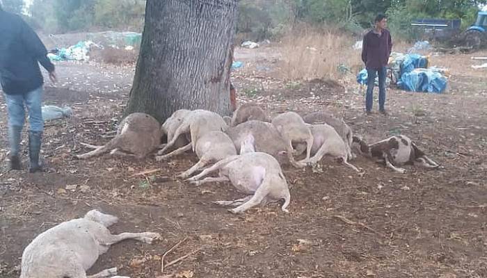 YILDIRIM DÜŞMESİ SONUCU 13 KOYUN TELEF OLDU