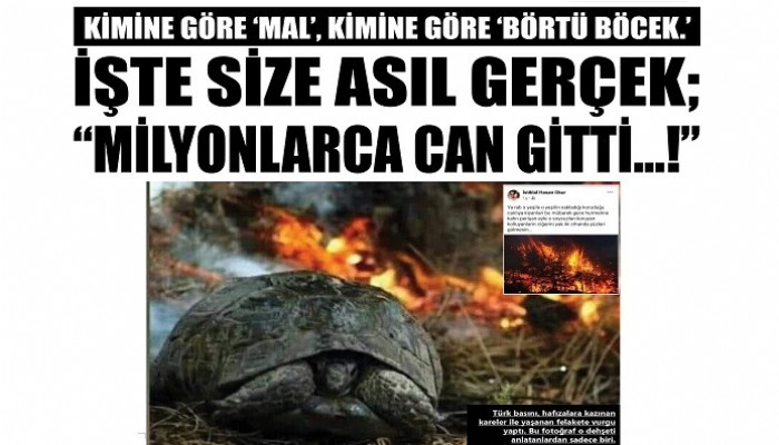 KİMİNE GÖRE 'MAL', KİMİNE GÖRE 'BÖRTÜ BÖCEK.'