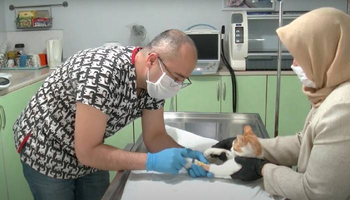 Bursa'da sokak kedisine kök hücre tedavisi