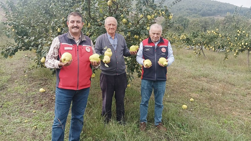 Biga'da Ayva Hasadı