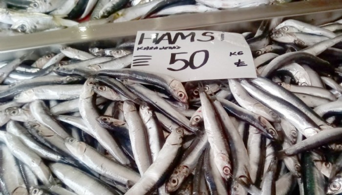 Balık fiyatları yükselecek