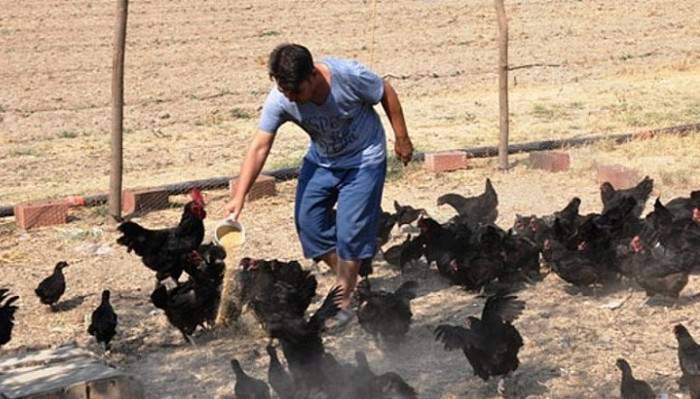 Altın yumurtlayan tavuk gerçek oldu