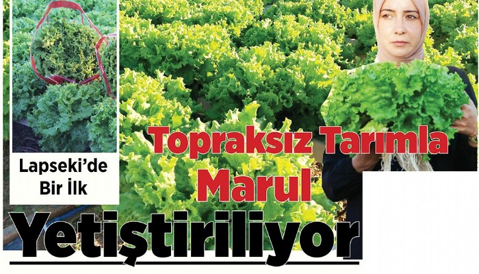 Lapseki'de Bir İlk Topraksız Tarımla Marul Yetiştiriliyor 