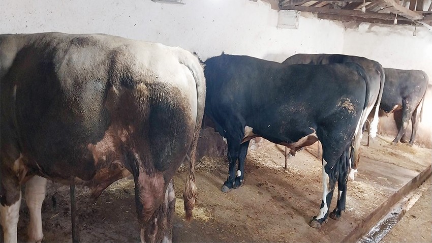 Kurbanlık Hareketliliği Başladı: Üreticiler Alıcılarını Bekliyor