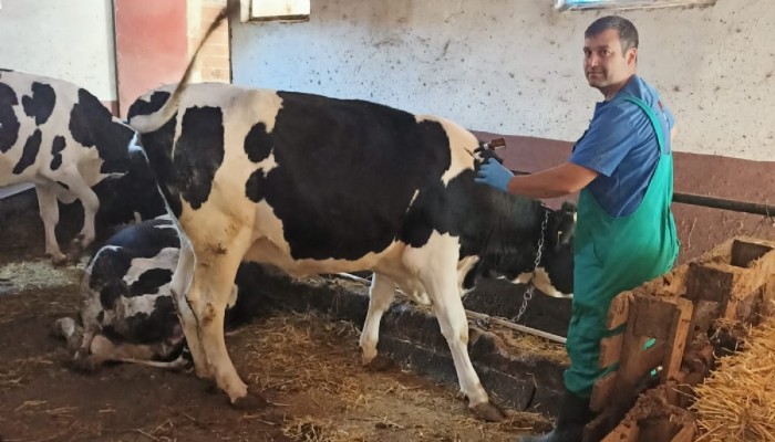 ŞAP HASTALIĞINA KARŞI AŞILAMA ÇALIŞMASI DEVAM EDİYOR
