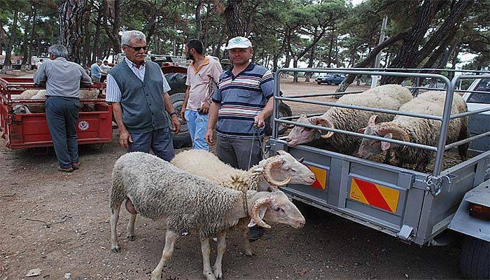 Kurbanlıklar görücüye çıktı