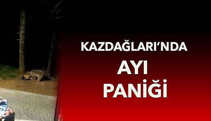 Kazdağları'nda ayılar aracın önünce çıkınca..