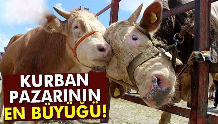 Kurban pazarının en büyüğü ‘Aslan’