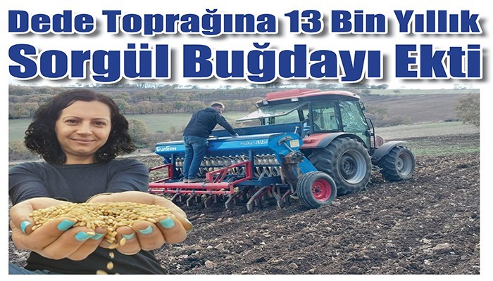 Dede Toprağına 13 Bin Yıllık Sorgül Buğdayı Ekti