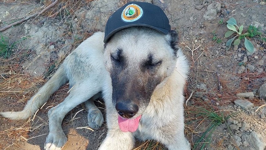 Yangının Kahramanı Çoban Köpeği 
