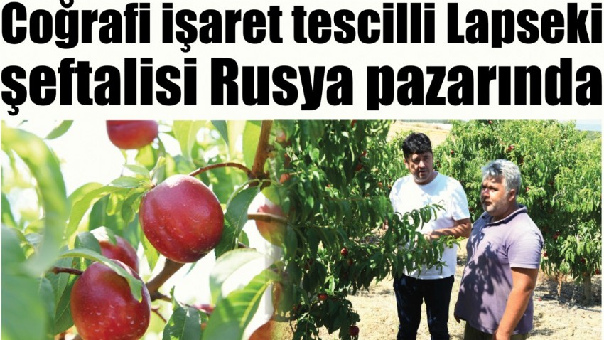 Coğrafi işaret tescilli Lapseki şeftalisi Rusya pazarında (video)