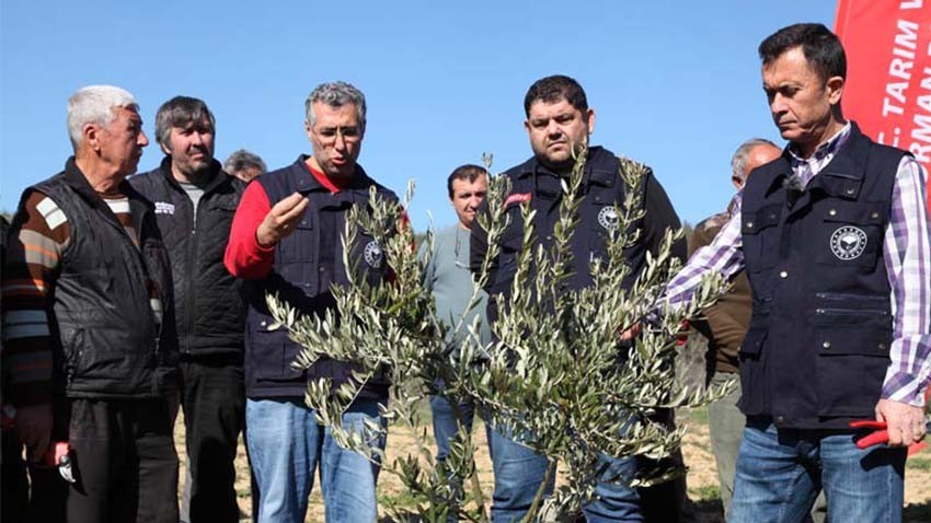 Çanakkale'de Zeytin Üreticilerine Kalite Arttırma Eğitimi Verildi