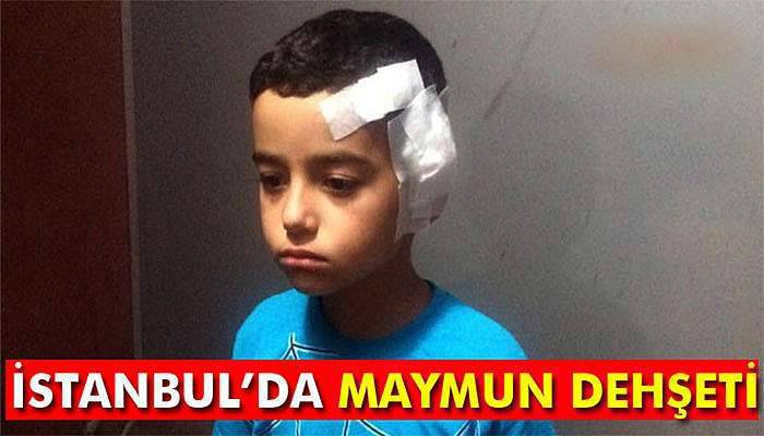 Fatih'te maymun dehşeti