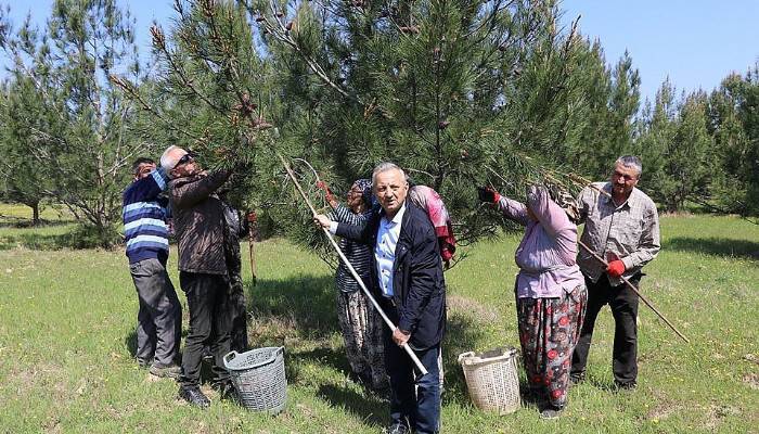 Genotipik Tohum Bahçesinin Tohumları Toplanıyor