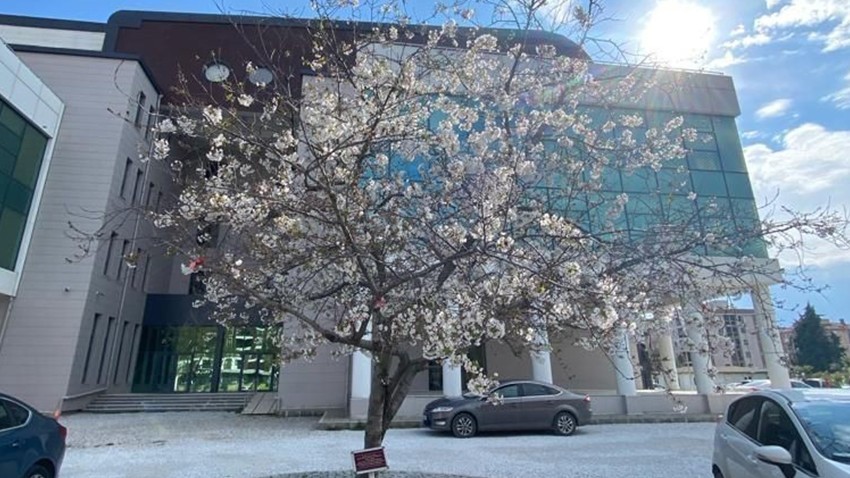 ÇOMÜ’de Türk-Japon Dostluğunu Yaşatacak “Sakura Yolu” Projesi