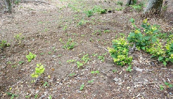 Sava Şefliğinde Kayında gençleştirme çalışmaları