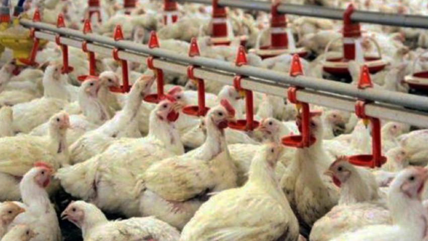 Ocak-Şubat Döneminde  Tavuk Eti Üretimi %10,1 Arttı