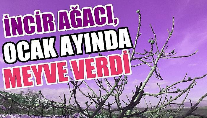 İncir ağacı Ocak ayında meyve verdi (VİDEO)