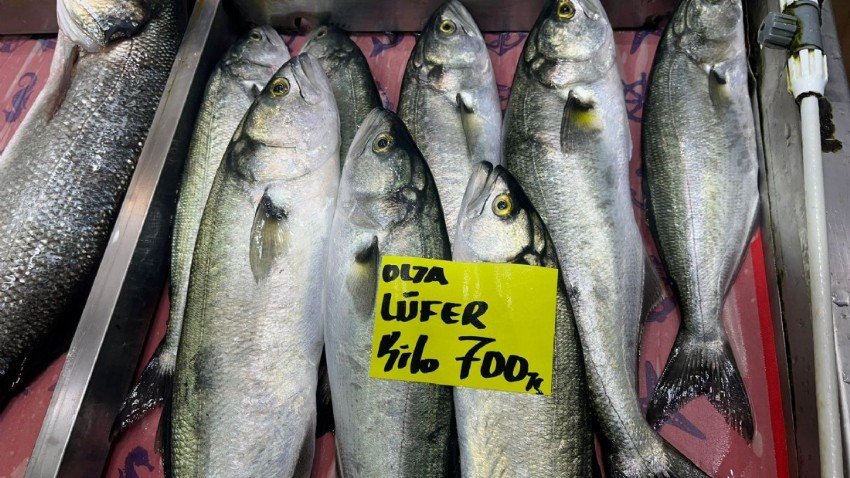 Çanakkale'de Lüfer Balığı Fiyatları 700 TL’ye Kadar Çıktı
