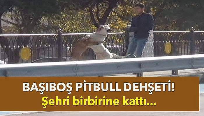 Başıboş pitbull dehşeti