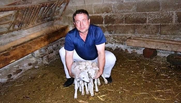 Tek batında 4 kuzu doğurdu