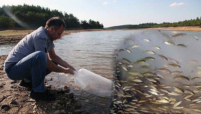 Çanakkale'de göletler 105 bin sazan balığı yavrusu bırakıldı