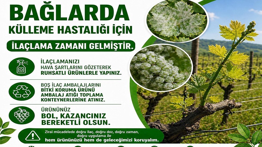 Bağlarda Külleme Tehlikesi