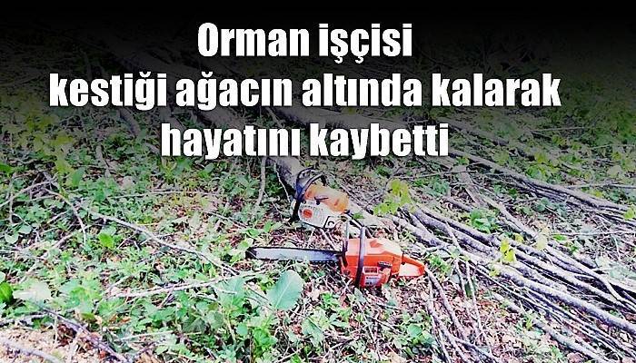 Orman işçisi kestiği ağacın altında kalarak hayatını kaybetti