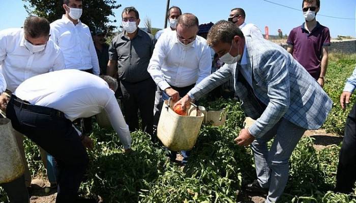 ŞENLİĞİNİ, ŞENLENDİREN MÜJDE; “DOMATESİMİZ MARKA OLACAK…!”