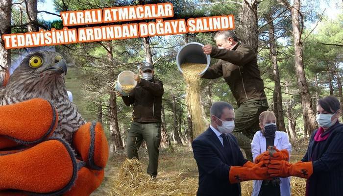 Yaralı atmacalar tedavisinin ardından doğaya salındı (VİDEO)