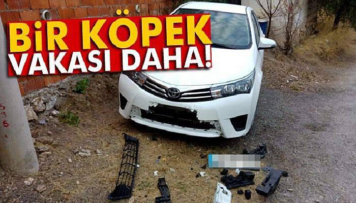 Bir köpek ve otomobil vakası daha