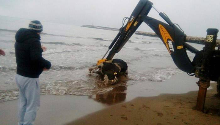  Cide sahiline ölü inek vurdu