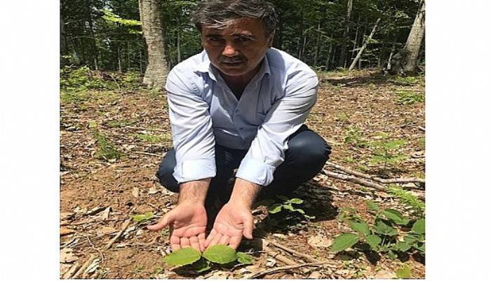  Kayın Ormanlarında Doğal Gençleştirme Çalışmaları Fidanlarını Verdi
