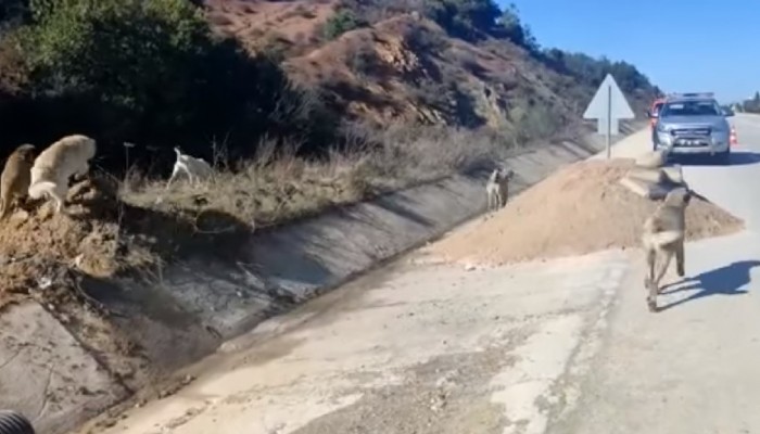 BİSHAK: ŞİKÂYET EDECEĞİZ...