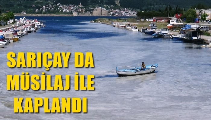 Çanakkale Boğazı'ndan sonra Sarıçay da müsilaj ile kaplandı (VİDEO)