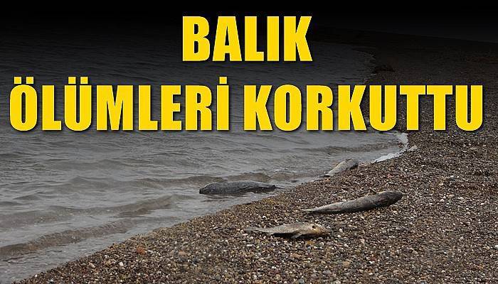 Çanakkale'de korkutan balık ölümleri (VİDEO)