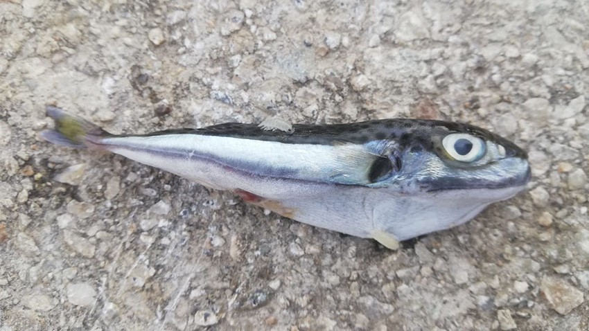 Çanakkale’de balon balığı yakalandı