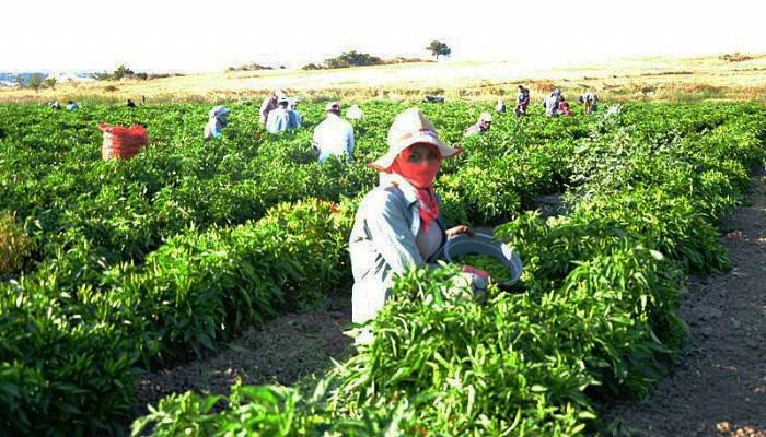 Biber Hasadı Başladı