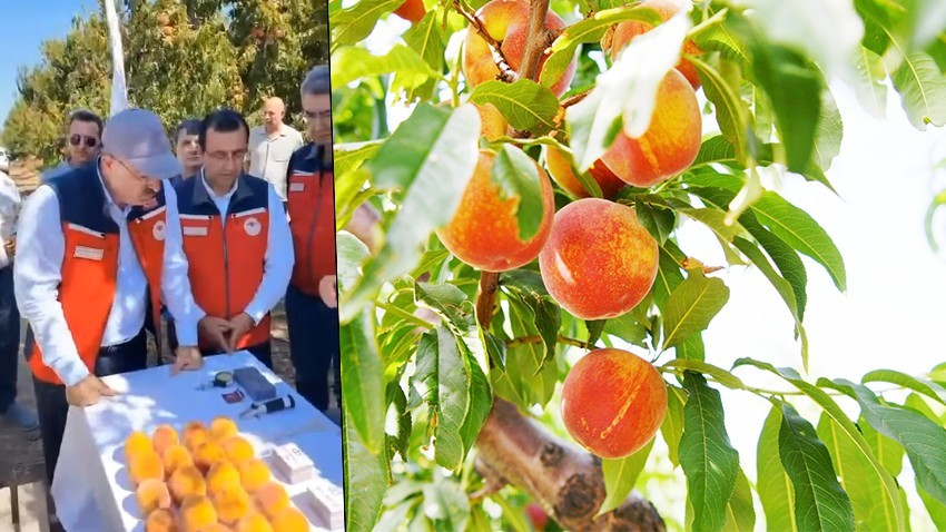 Vali Toraman şeftali hasadına katıldı