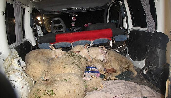  Hayvan Hırsızları Yakalandı