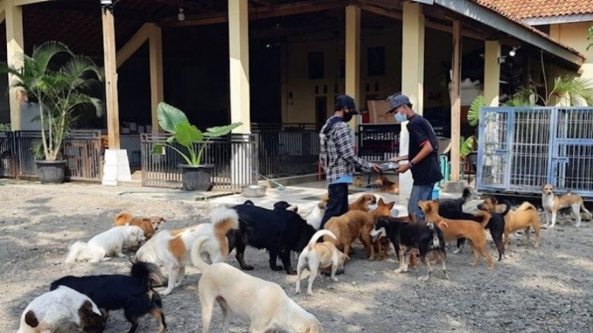 ‘Köpek eti yemek yasaklansın’ talebi ülkeyi karıştırdı