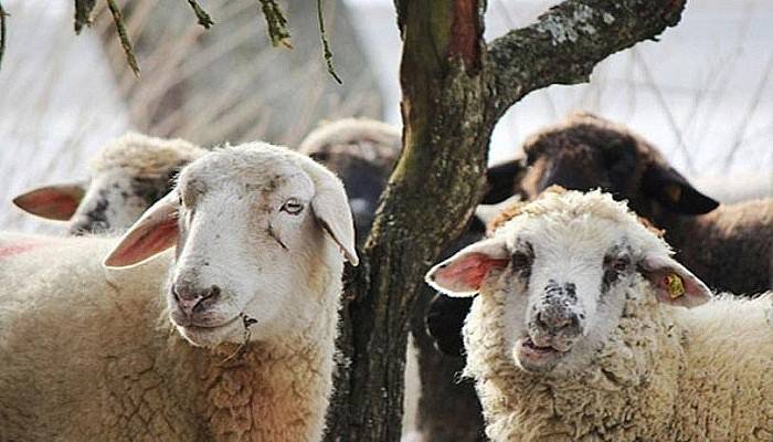 Kurban Bayramında beslenme önerileri