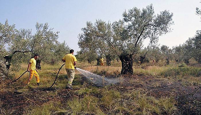 Alevler 3 dönüm zeytinliği küle çevirdi