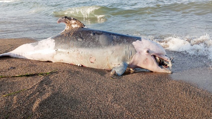 Ölü yunus balığı kıyıya vurdu
